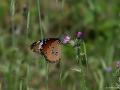 Danaus chrysippus (Sultan)